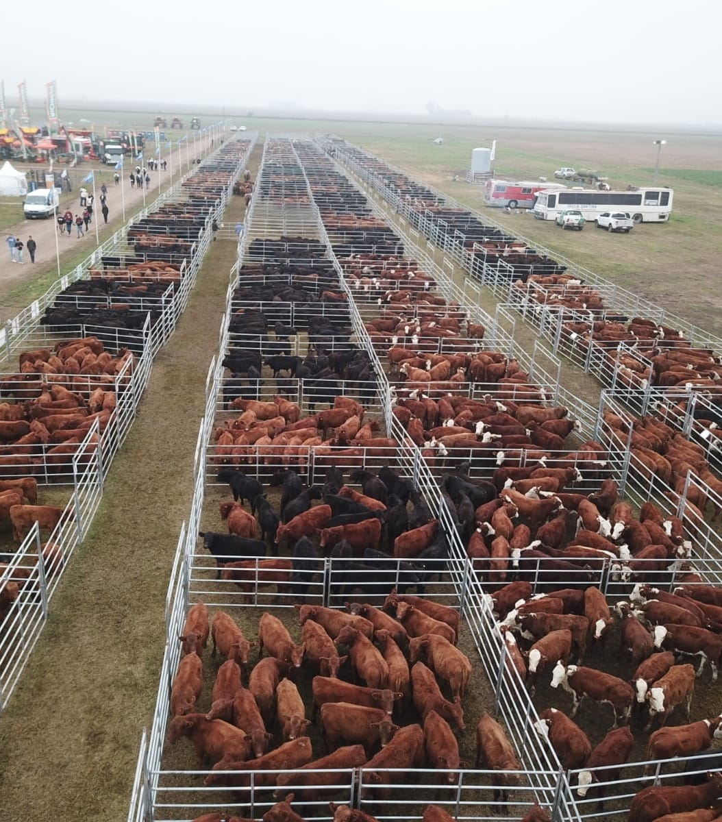 Â¡SaltÃ³ la banca!  188 millones invertidos en Agroactiva Ganadera 